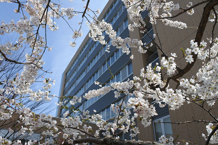 写真_桜