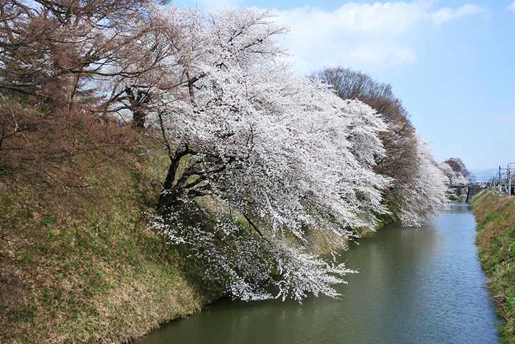 写真_桜