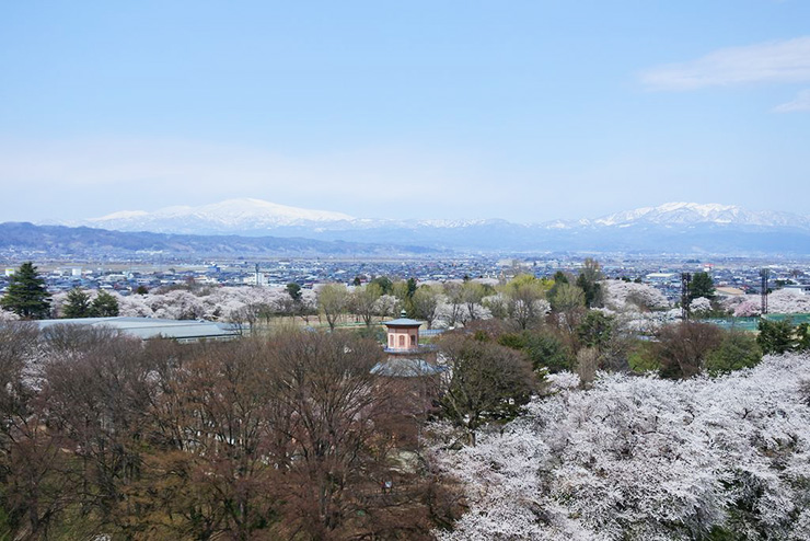 写真_桜