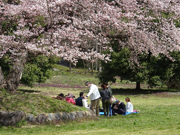 お花見の様子