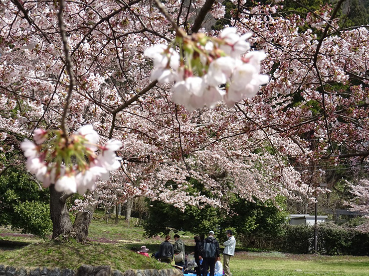 お花見の様子